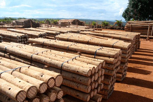 Madeiras Roliças - Tratado